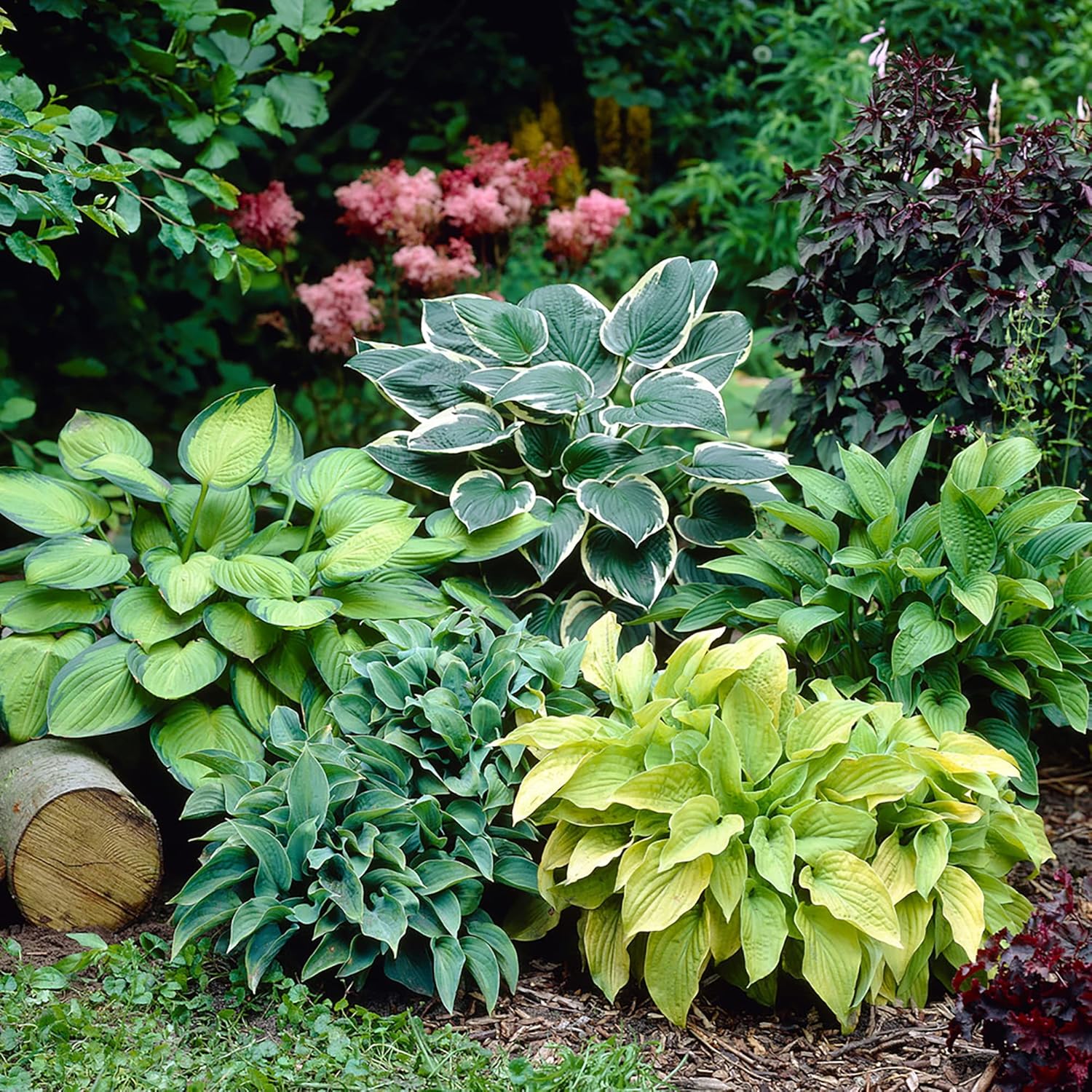 Mixed color Hosta seeds shade-loving perennial foliage