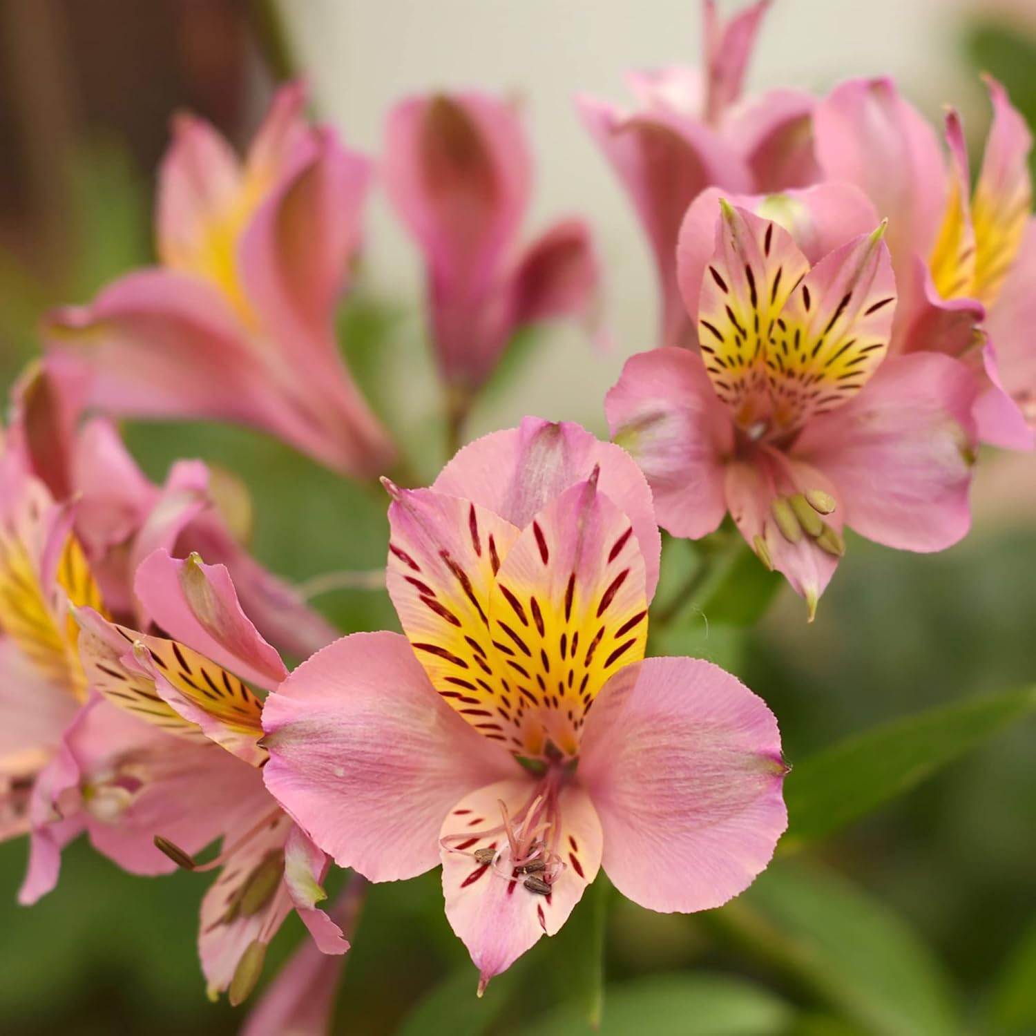 Mixed color Peruvian Lily seeds for borders and containers