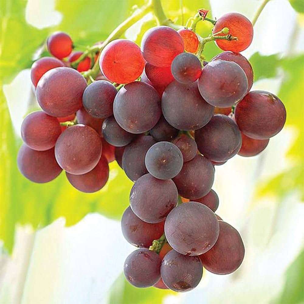 Mixed color wine grapes on vine
