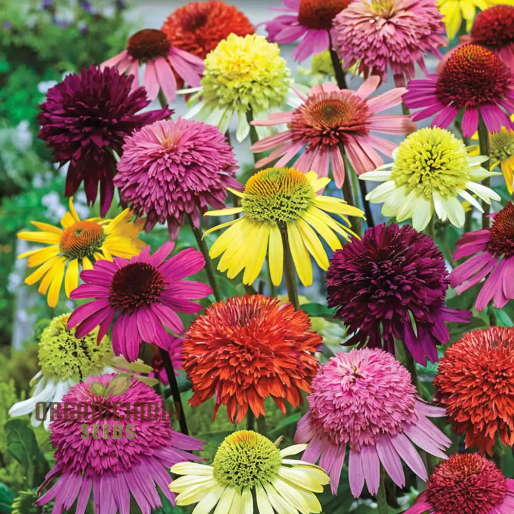 Mixed Coneflower seeds for planting
