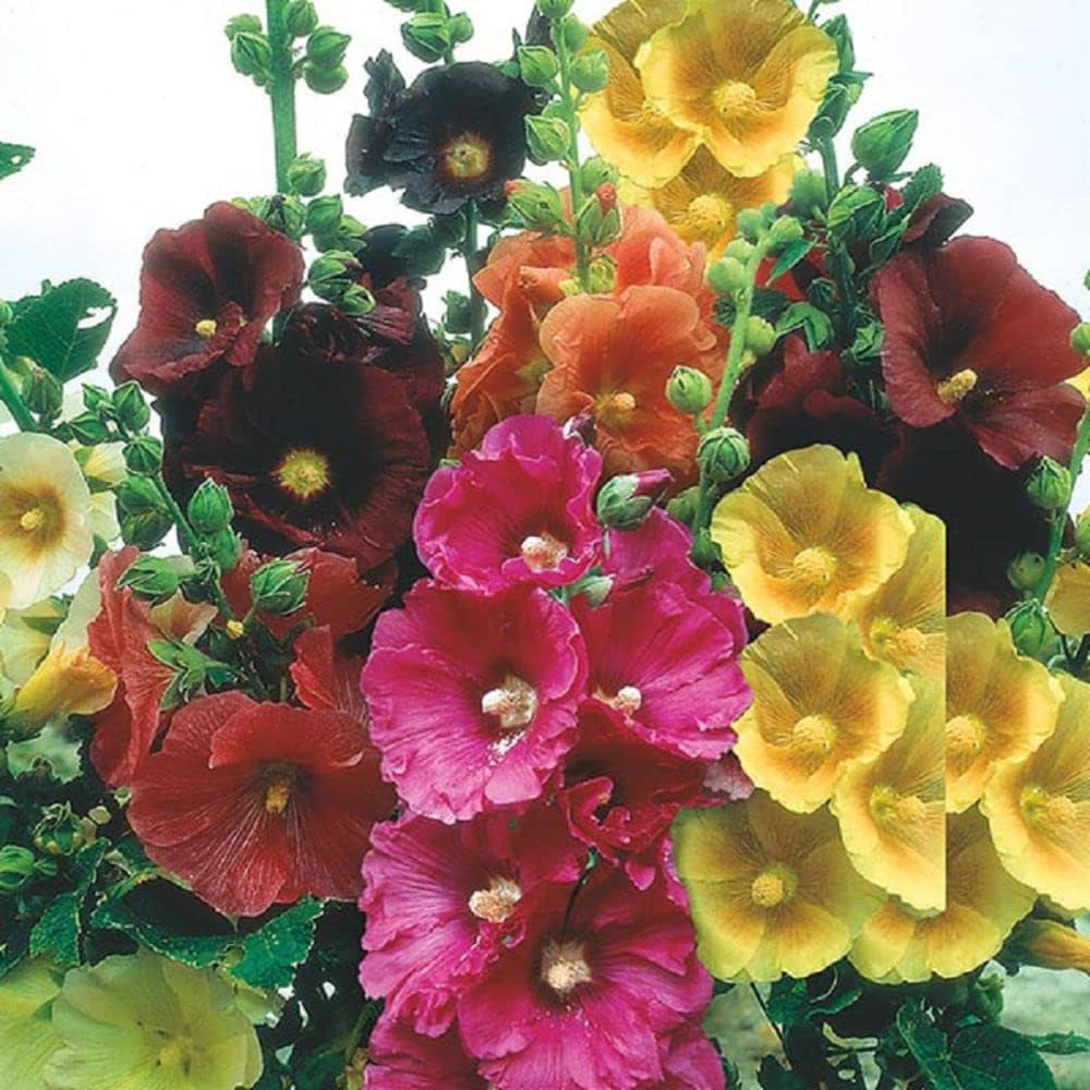 Mixed Hollyhock Garden Seeds for Elegant Vertical Growth