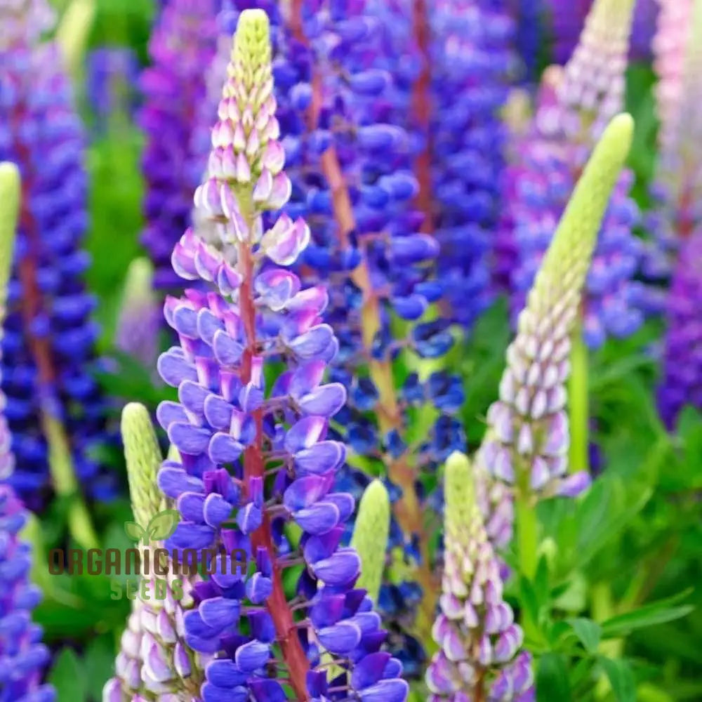 Mixed Lupine Flower Seeds – Explore The Beauty Of Nature With Tutti Frutti Mix Perennials