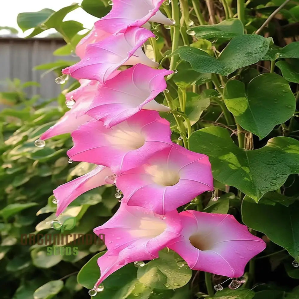 Morning Glory climbing vines in garden display