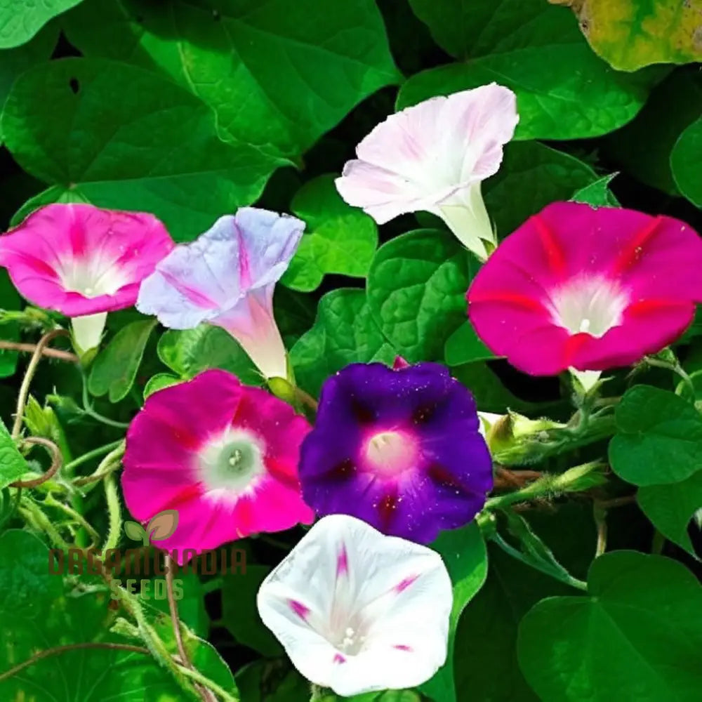 Mixed Morning Glory flower seeds for planting