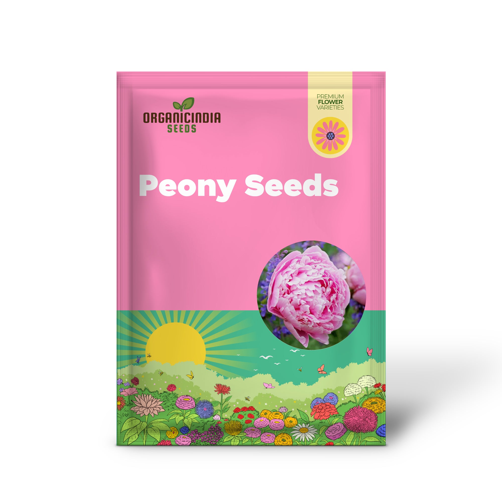 Large fragrant mixed peony flowers in bloom