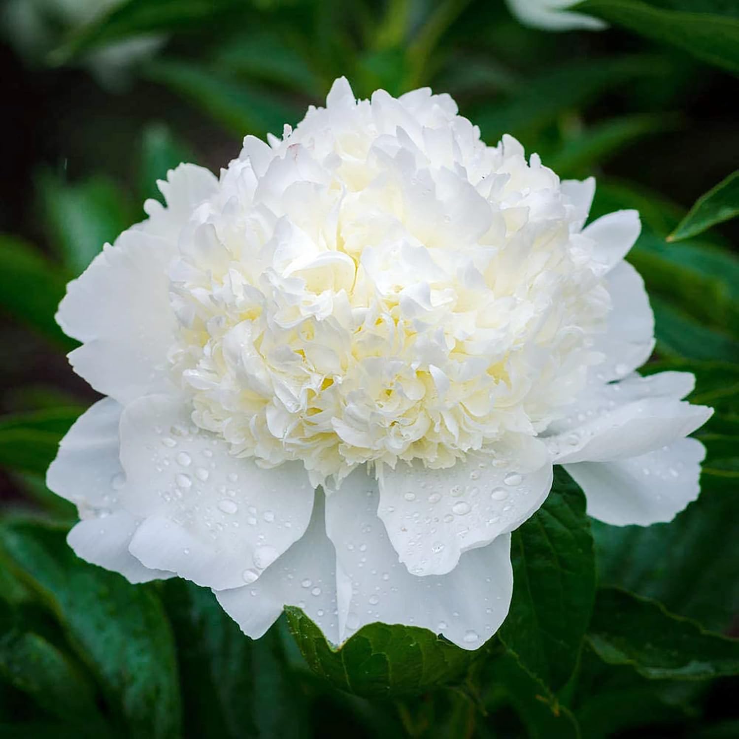 Mixed peony varieties blooming in a garden
