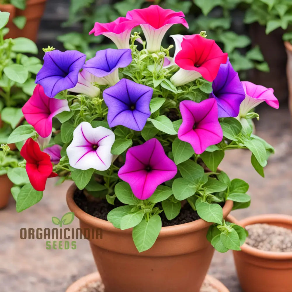 Mixed Petunia Flower Seeds - Colorful Assortment For Vibrant Garden Displays Annuals