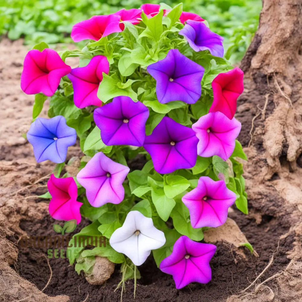 Mixed Petunia Flower Seeds - Colorful Assortment For Vibrant Garden Displays Annuals