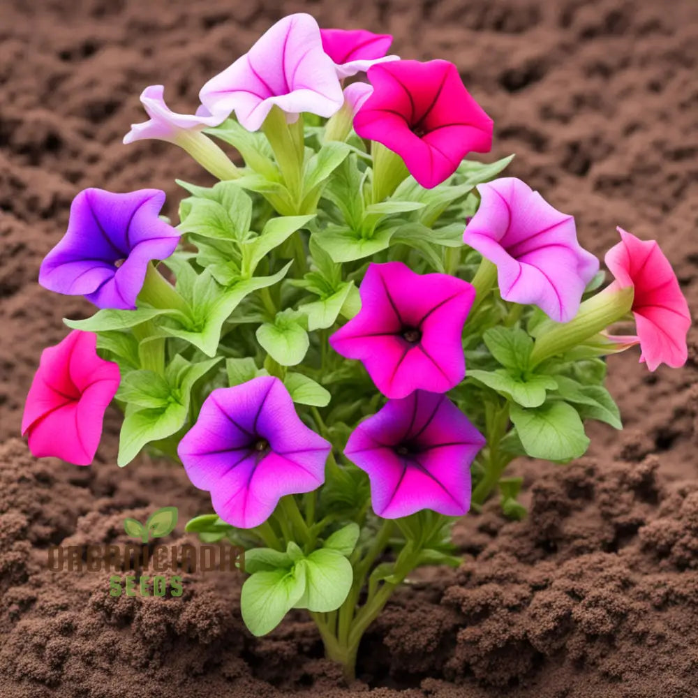 Mixed Petunia Flower Seeds - Colorful Assortment For Vibrant Garden Displays Annuals
