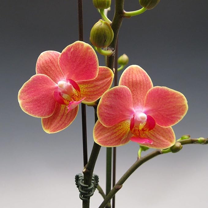 Mixed Phalaenopsis orchid flower seeds for planting