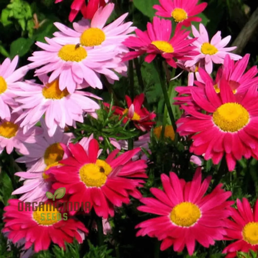 Mixed Pyrethrum Flower Seeds for Planting in Home Gardens