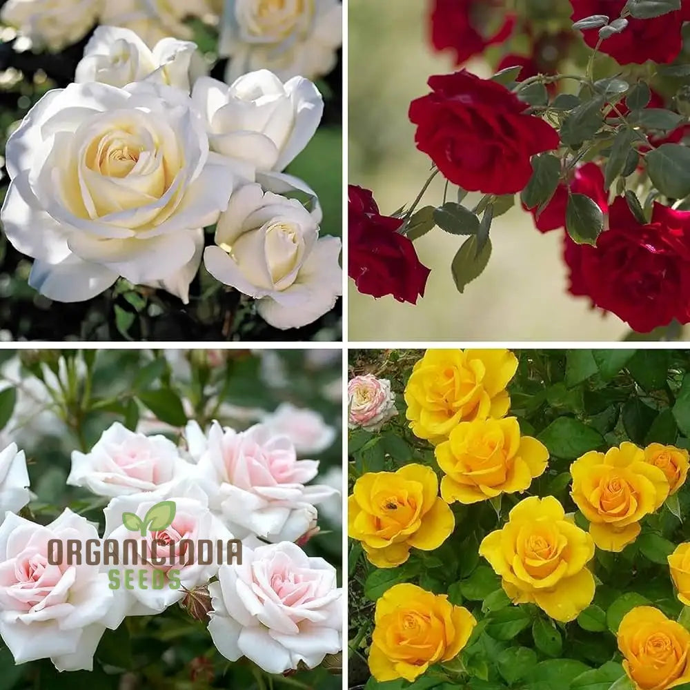 Mixed rose flower seeds for home garden planting