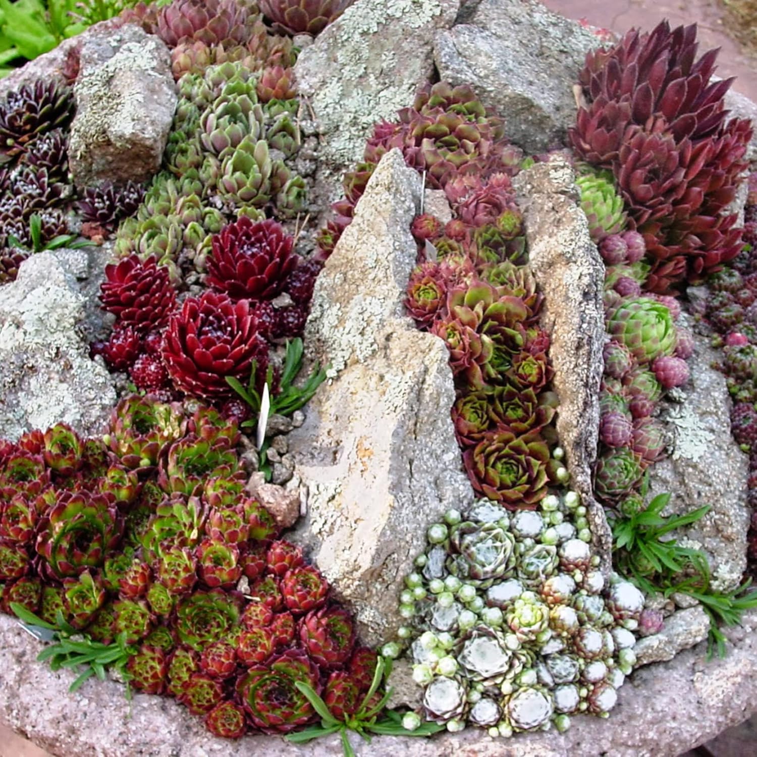 Mixed Sedum seeds for containers and rock gardens