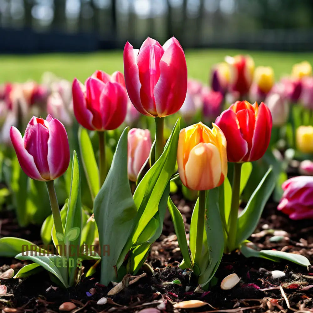 Mixed Tulip Flower Seeds for Colorful Spring Garden Blooms