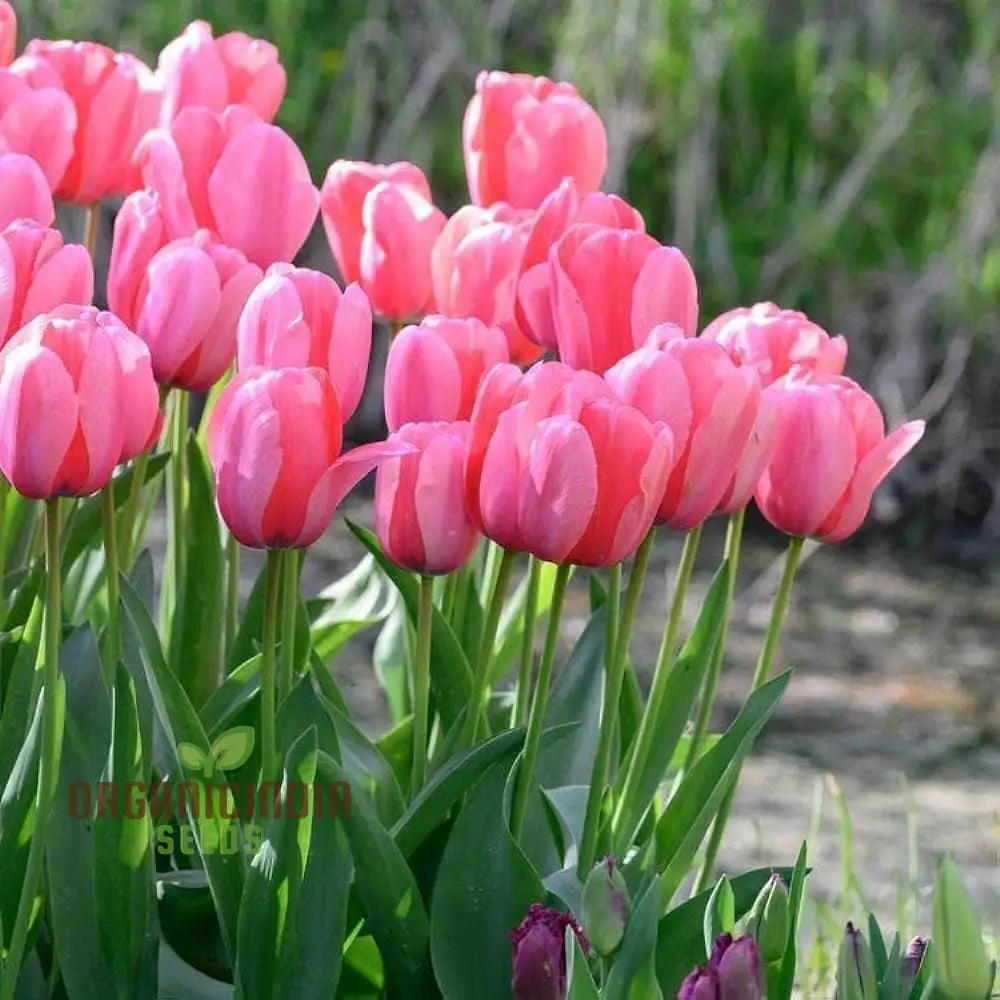 Mixed tulip seeds producing vibrant garden blooms