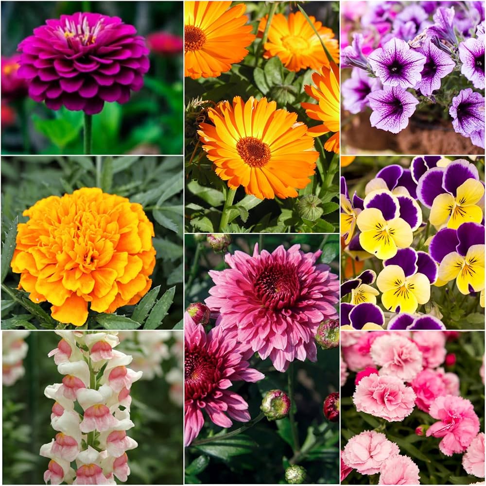 Mixed Winter Flower Seeds for Colorful Garden