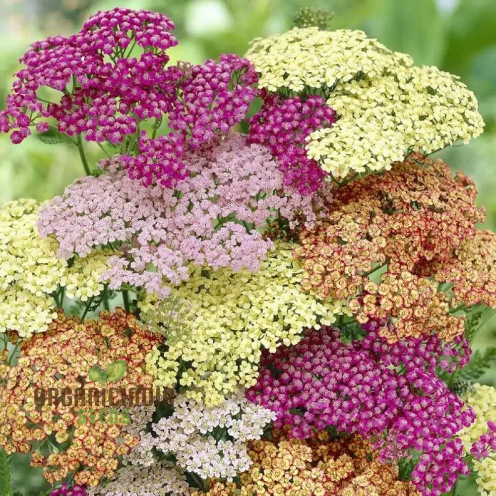 Mixed Yarrow Western flower seeds for planting