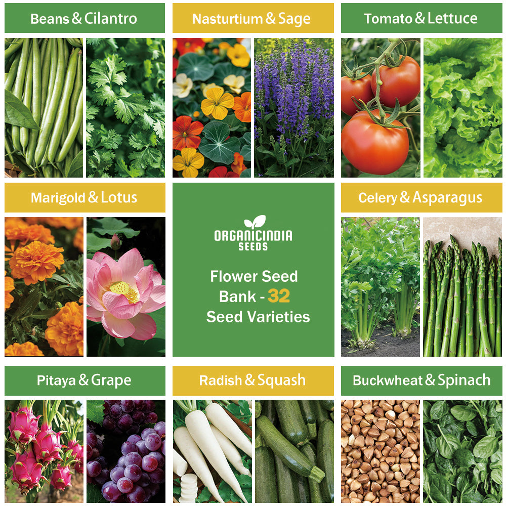 Mixed 32 Variety Seeds Set for Diverse Garden Planting