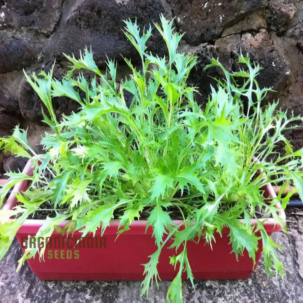 Green Mizuna Seeds, Non-GMO Vegetable Seeds for Home Gardening