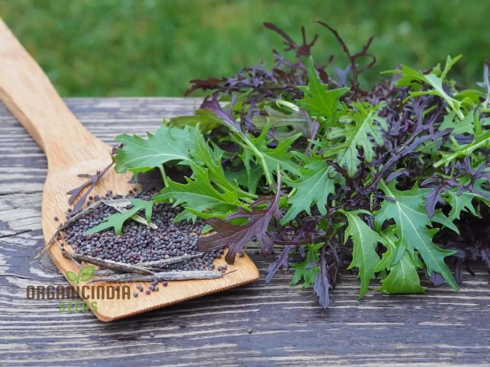 Fresh Mizuna Heirloom Mix Leaves Close-Up from Garden Seeds