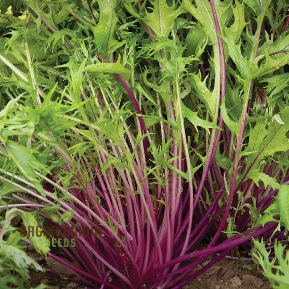 Mizuna Heirloom Mix Seedlings Growing in Garden Bed