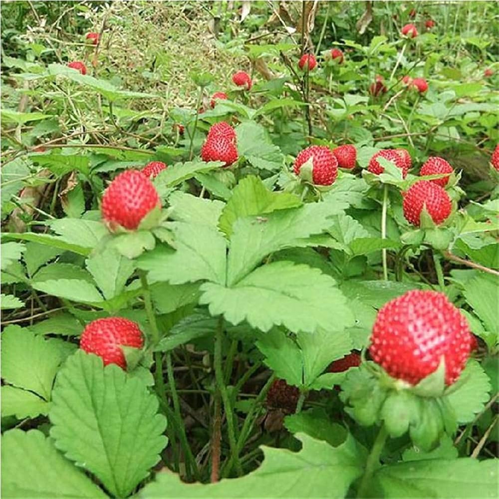 Mock Strawberry Plant Foliage and Spreading Habit