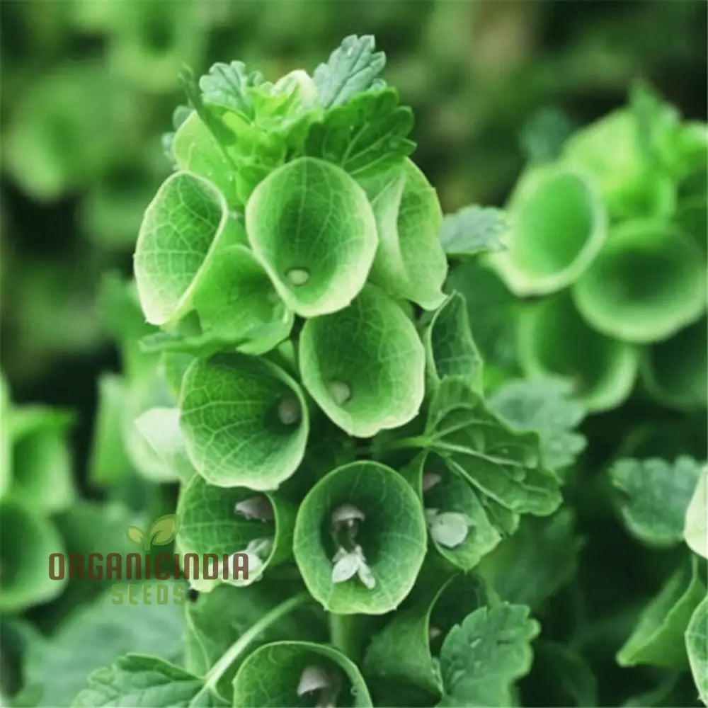 Moluccella laevis Seeds for Tall Green Bells of Ireland Plants