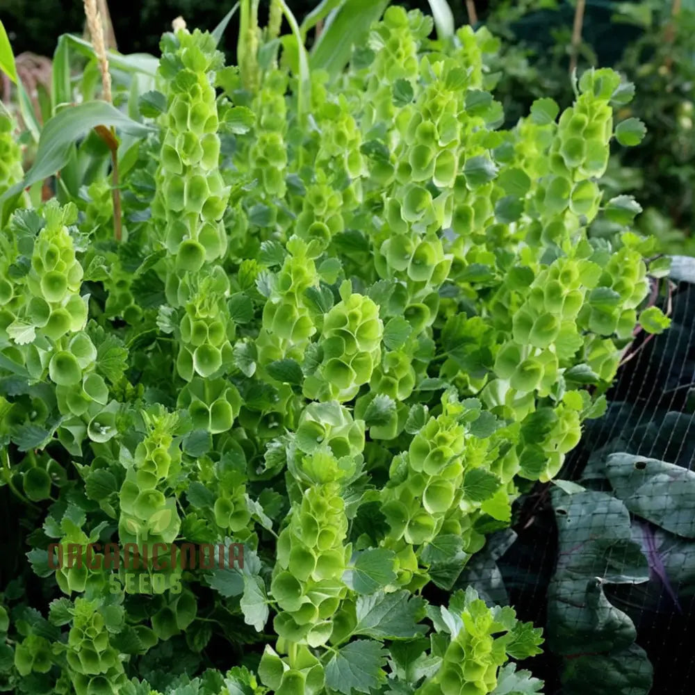 Moluccella Seeds for Ornamental Garden Planting