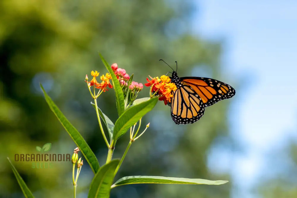Milkweed plants creating butterfly-friendly garden