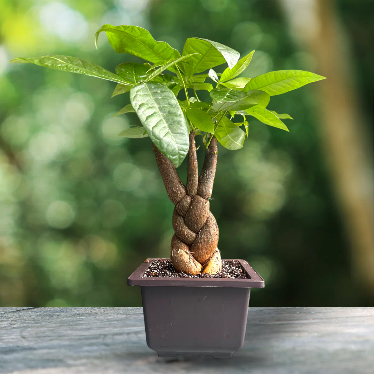 Money Tree seeds for indoor planting