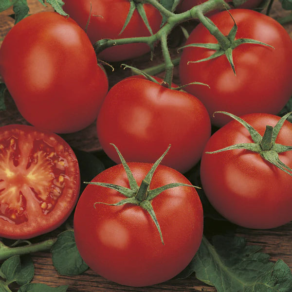 Moneymaker Tomato Plant from Heirloom Non-GMO Seeds