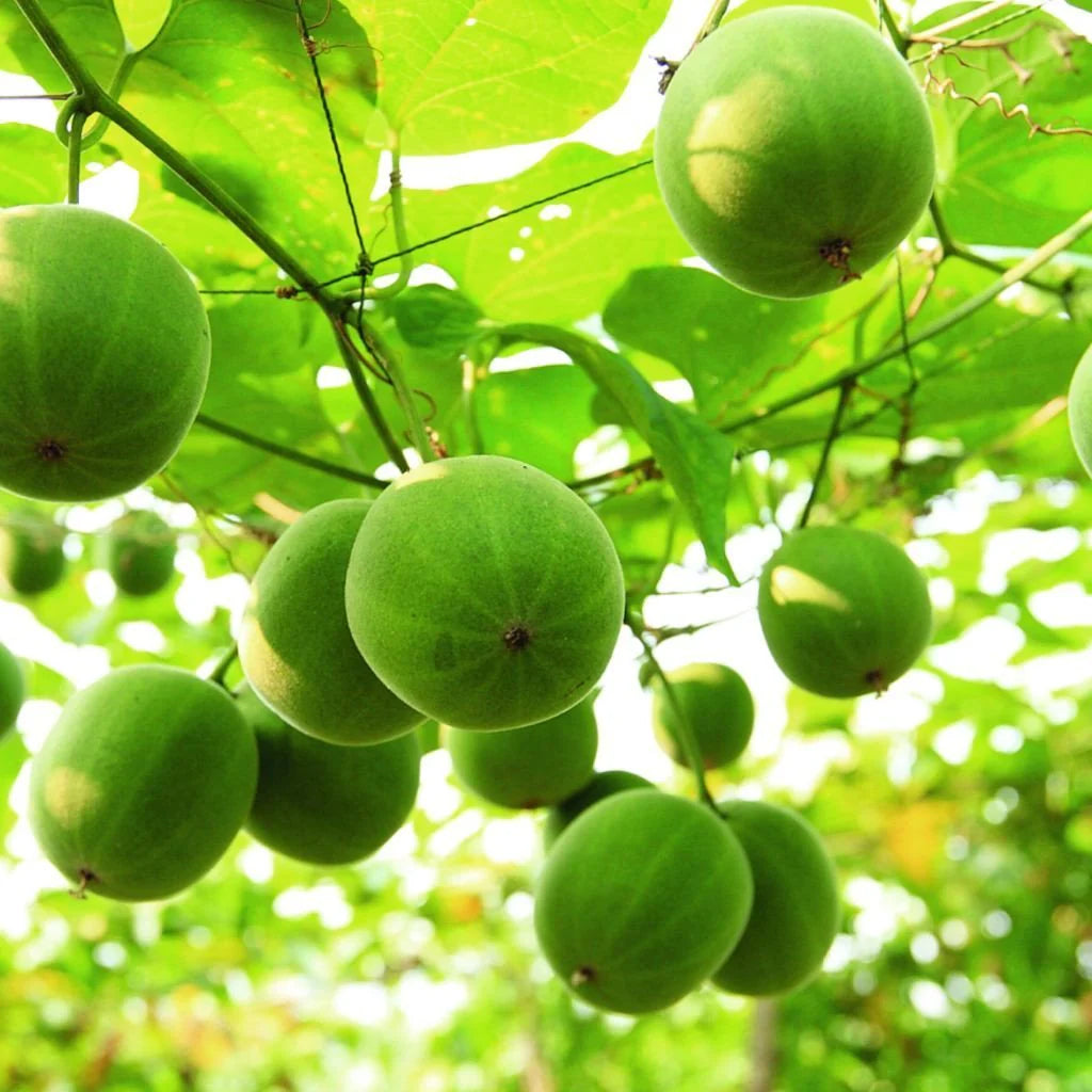 Monk Fruit Seeds for Planting and Exotic Gardening
