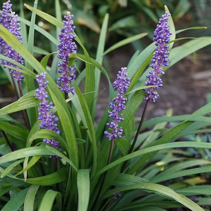 Monkey Grass Seeds Liriope for Ground Cover and Landscaping