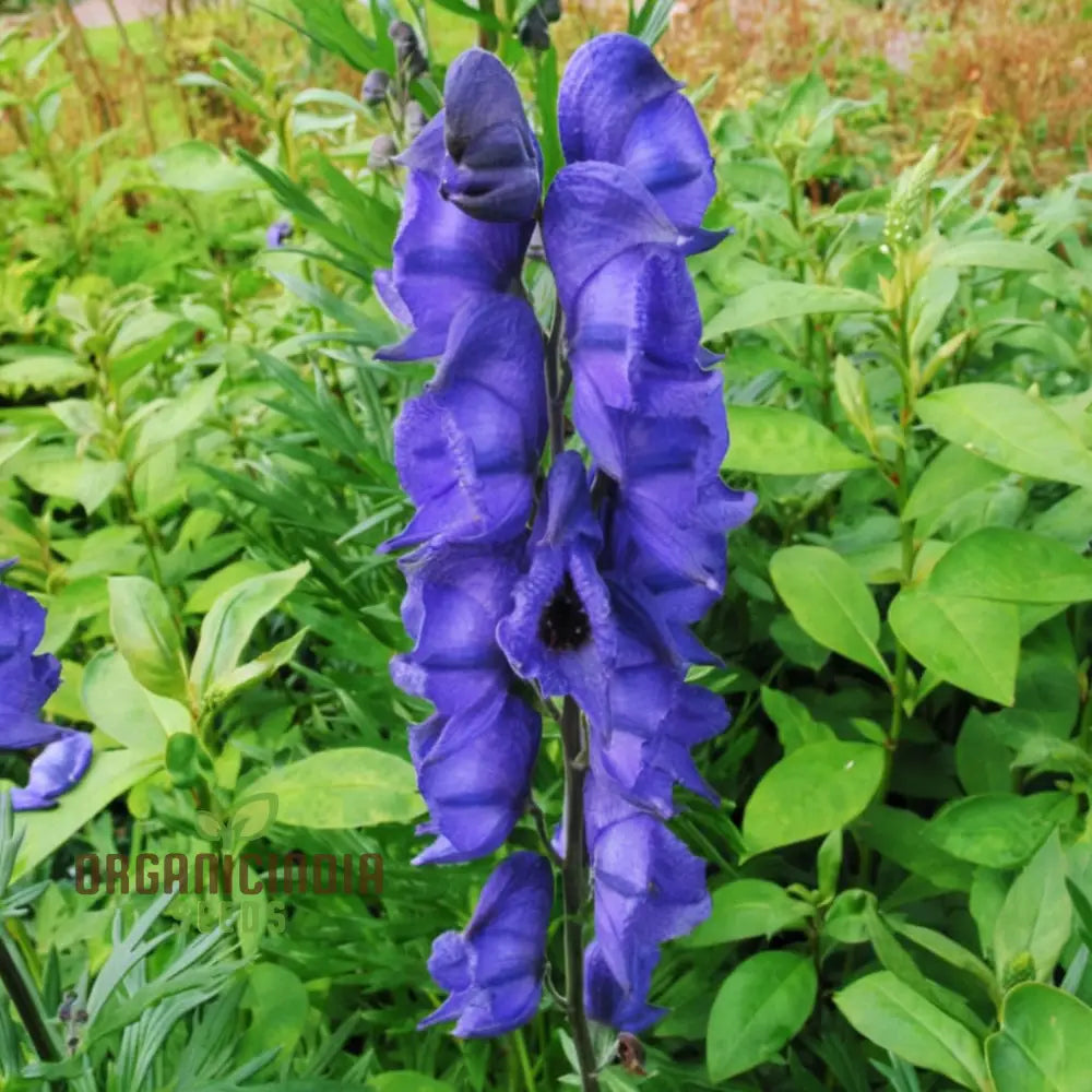 Monkshood Aconitum napellus seeds for planting