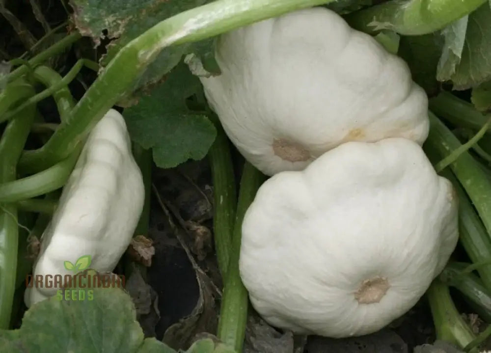 Growing Moonbeam F1 Summer Squash from Non-GMO Seeds