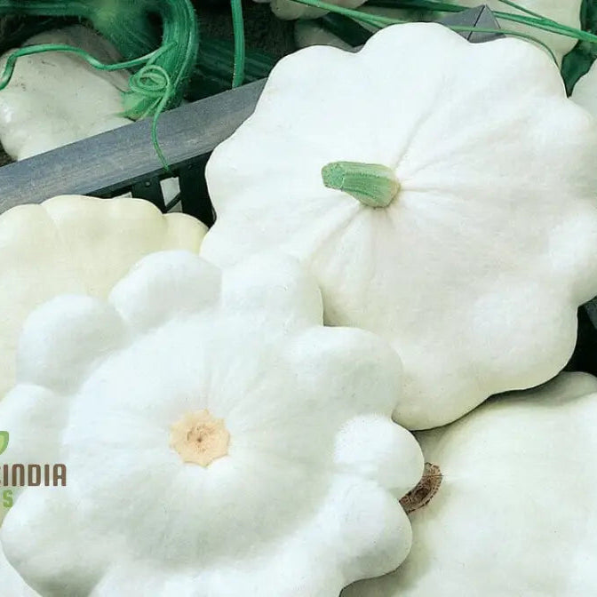 Moonbeam F1 Squash Plant Growing in Garden from Seeds