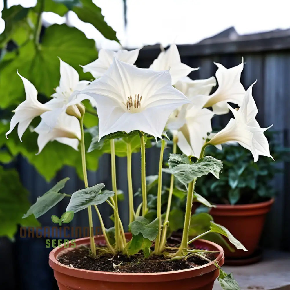 Moonflower Vine Growing on Trellis