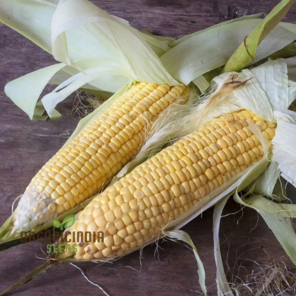 Moonshine Corn Seeds for Home Garden, Sweet Corn Seeds High Yield
