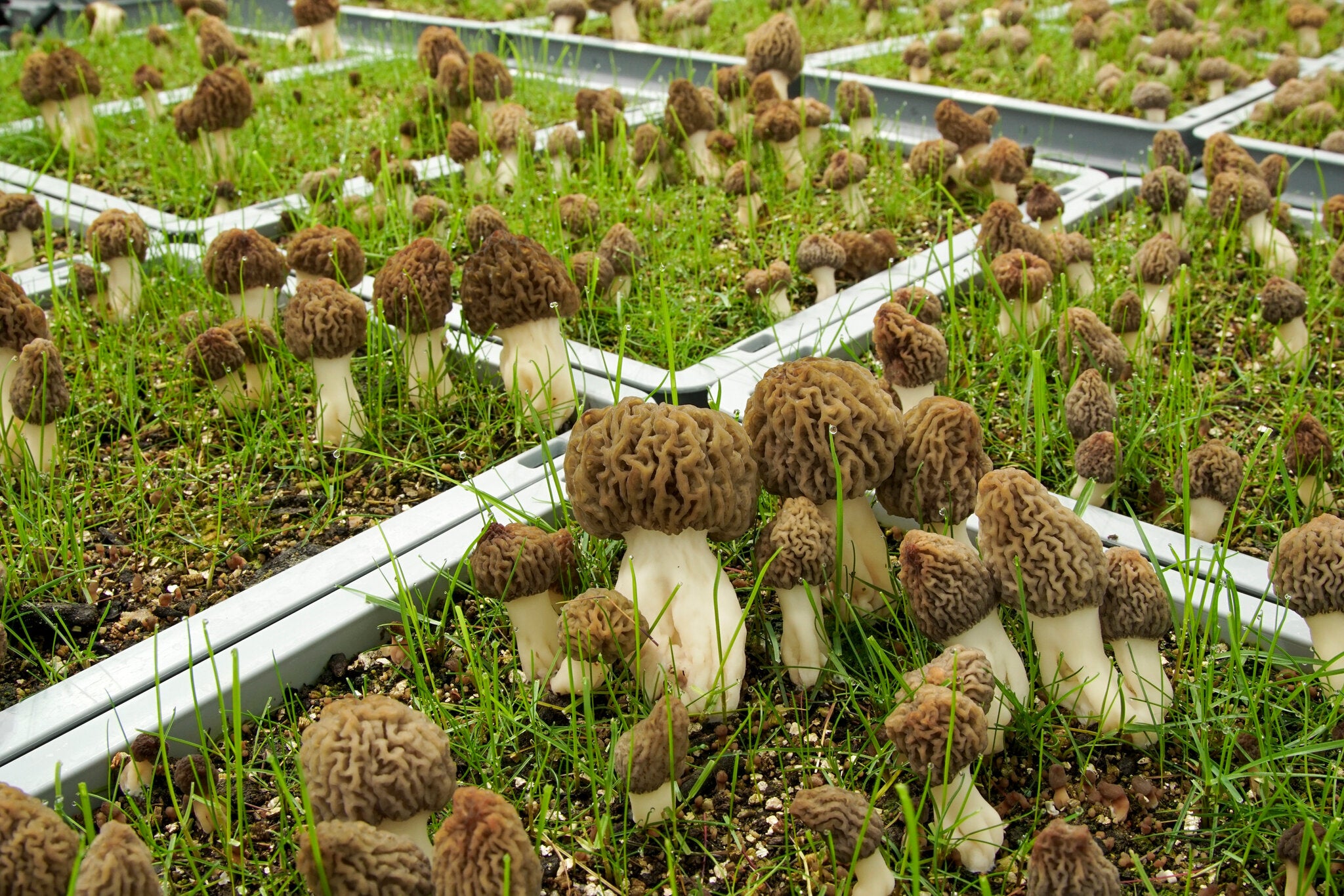 Morel Mushrooms Growing in Kit from Seeds, Indoor Gourmet Edible Mushrooms