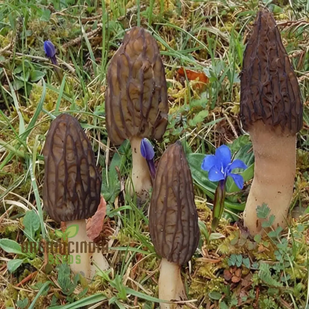 Healthy Morel Mushrooms from Seeds, Gourmet Homegrown Fungi