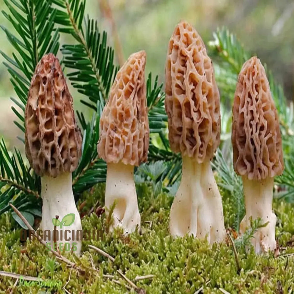 Morel Mushroom Seeds for Planting, Non-GMO Gourmet Edible Fungi