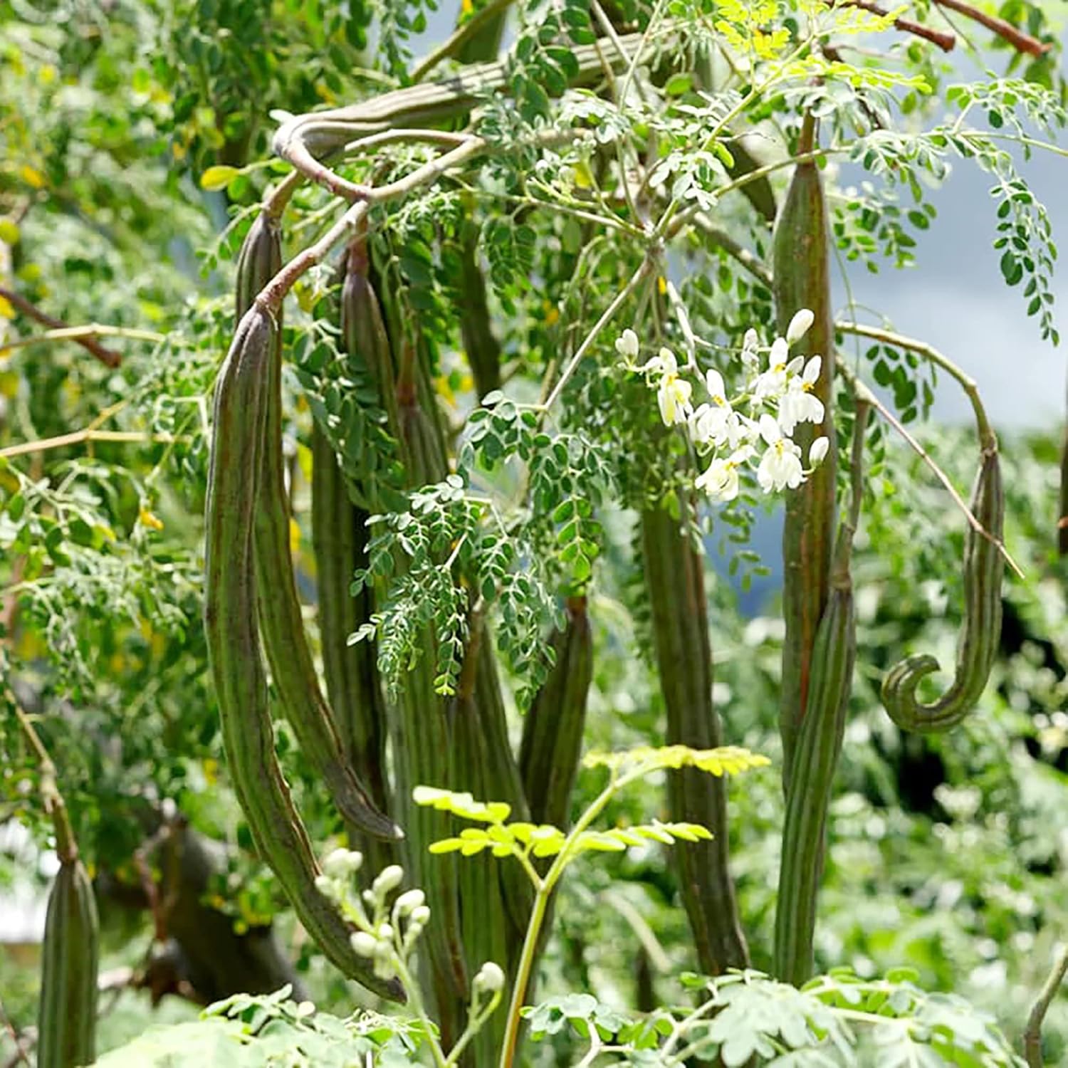 Moringa Oleifera Seeds Drumstick Tree Seeds for Planting