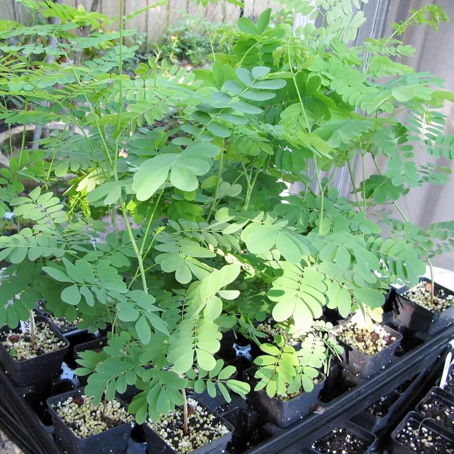 Moringa Plant Seeds for Home Garden and Outdoor Planting