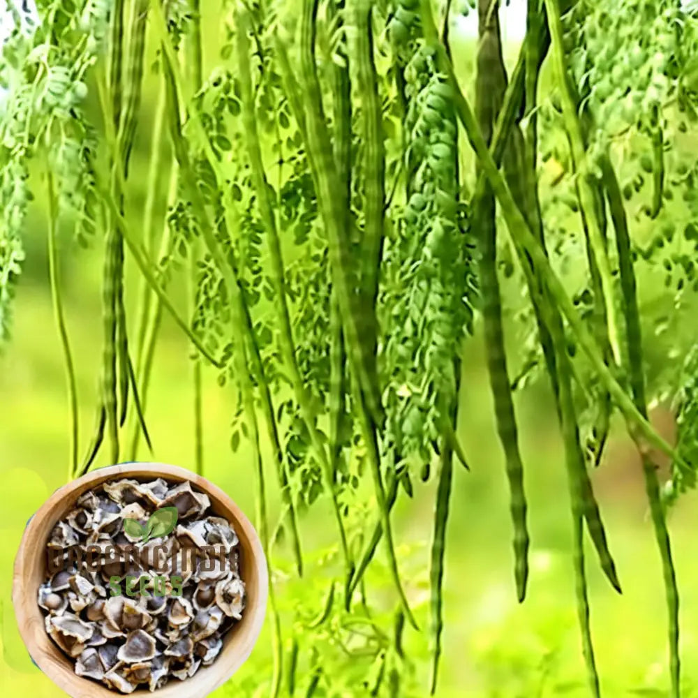 Premium Moringa Seeds for Planting, Fast-Growing Nutritious Tree Seeds