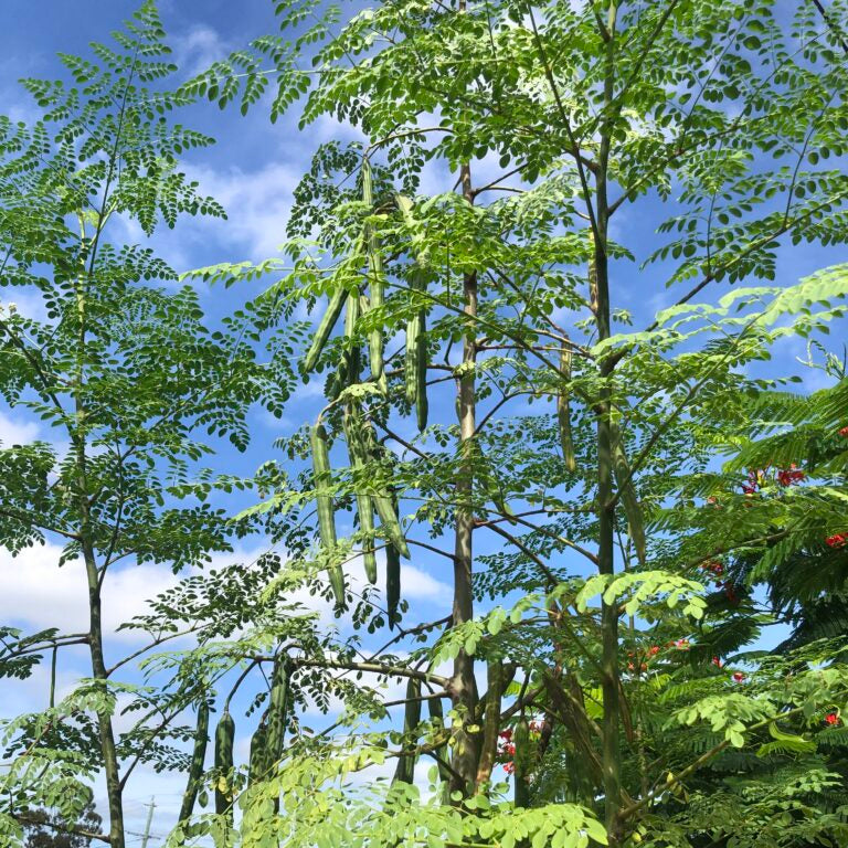 Large Size Moringa PKM1 Organic Seeds, Non-GMO Miracle Tree Seeds
