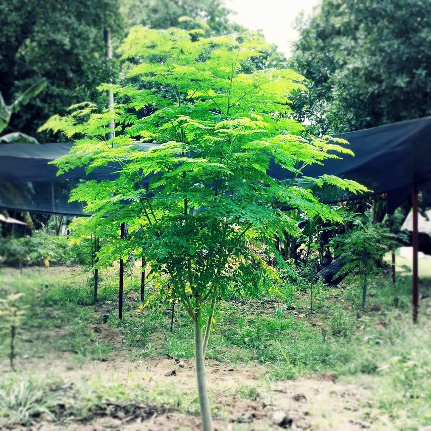 Moringa Tree Seeds for Sustainable Gardening and Landscapes