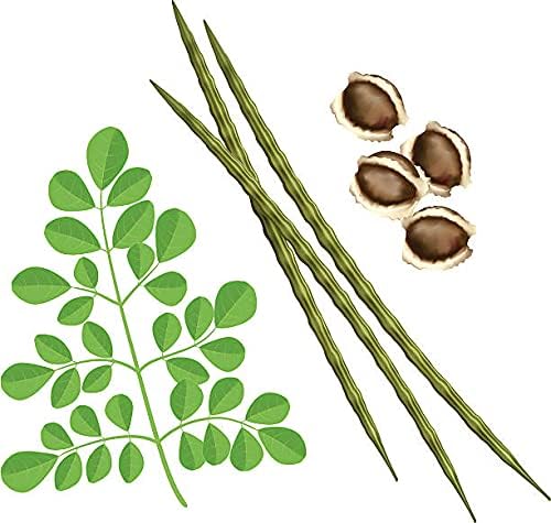 Mature Moringa Tree from PKM1 Seeds, Drumstick Tree Variety