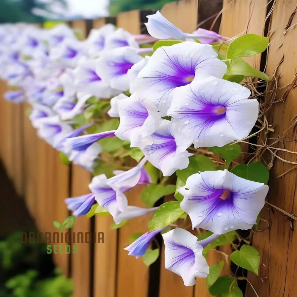 Close-up of colorful Mixed Morning Glory blooms