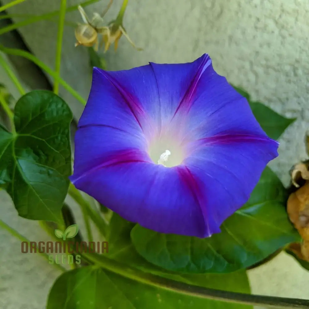 Morning Glory Heavenly Blue Flower Seeds for Planting