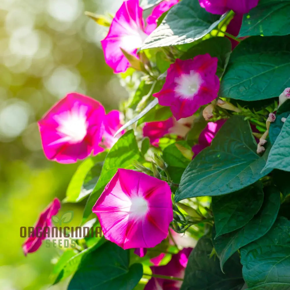 Mature Morning Glory Scarlet O'Hara vine with red blooms